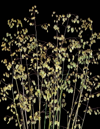 Picture of Grasses - Briza Media